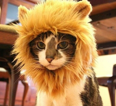 Crinière de Lion pour Chats et Chiens