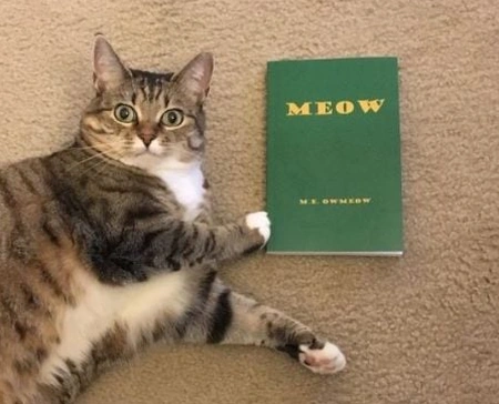 Meow : Le Roman Félin à un Mot